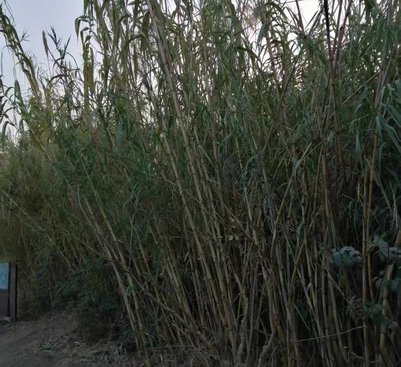 芦苇原料